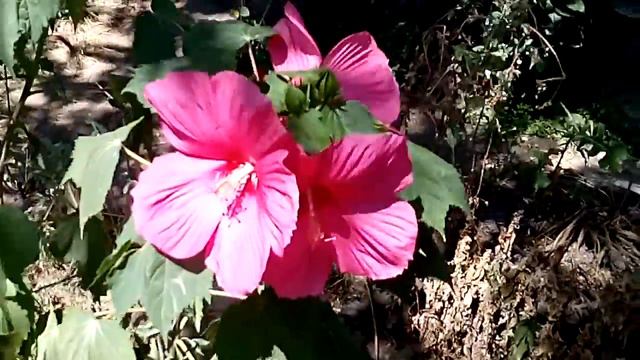 цветок смотреть онлайн