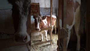 СОЦКОНТРАКТ. ЛПХ
