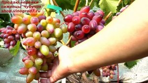 Виноград ДОНЕЦКИЙ ОГОНЕК - красивая сказка с крупными гроздями и ярко- розовыми ягодами!