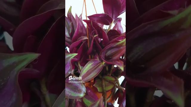 Nueva Tradescantia Zebrina en la colección de Plantas