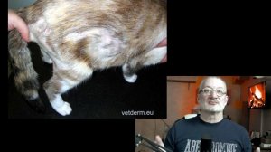 У кошки падает шерсть. 3 основных причины..