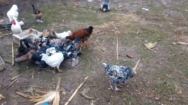 куры разных пород