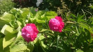 Paeonia Ursa Minor