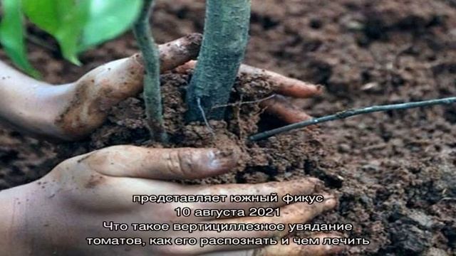 Шелковица белая порадует вас вкусными сочными ягодами