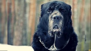 НЕРАВНЫЙ БОЙ  Кабан Секач обратил в бегство огромного Волкодава Алабая!