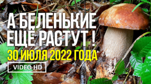 А БЕЛЕНЬКИЕ ЕЩЁ РАСТУТ !  30 июля 2022 года. Сбор грибов белых, подберёзовиков и весёлки.