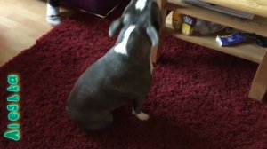 Милые щенки лают и поют .