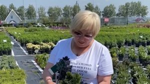 Кипарисовик тупой Нана Грацилис /Chamaecyparis Nana Gracilis