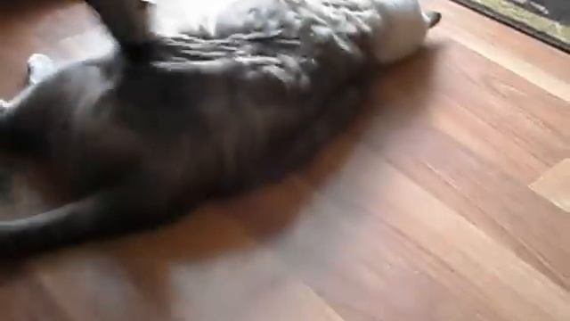 кот любит пылесос смотреть онлайн