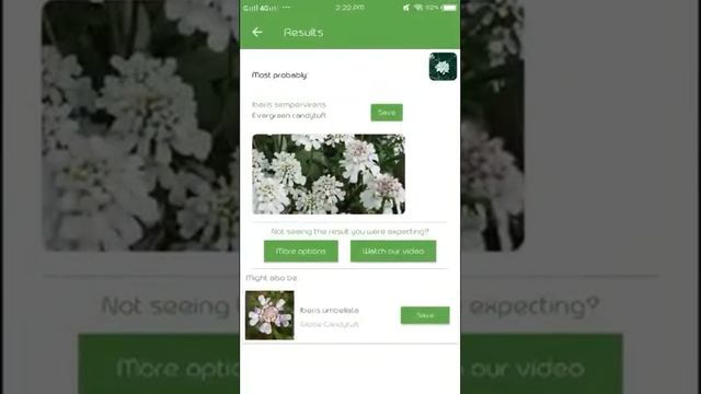 PlantSnap identifies an Evergreen Candytuft (Iberis sempervirens)