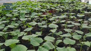 ПОЧЕМУ ИЗМЕНИЛАСЬ ФОРМА ЛИСТА ОГУРЦА?