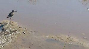 Щёголь птица