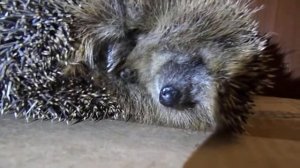 Ежик - зимняя спячка. 2017.12.24.