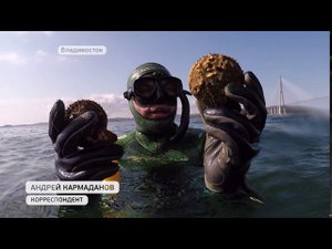 Власти разрешили ловить гребешка, устрицу и кукумарию