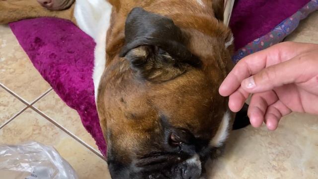 Тайсон ЗАБОЛЕЛ. У собаки гниёт голова смотреть онлайн