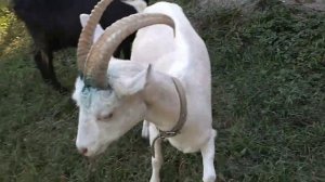 Нюансы обезроживания резинками. Итог. Медикаменты.