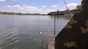 Пойманный белый амур на Дону