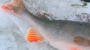 Балда. Окунь. Глухозимье. Практика ловли с Валерием Сикиржицким. Выпуск 30