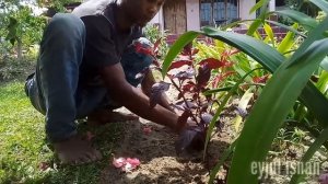 Tukang kebon || 2 Menanam tanaman hias  Erpah (bayam merah)