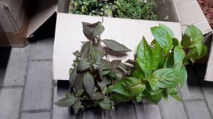 Вейгелы Вингс оф Файер и Эльвира,  гейхера Рио.