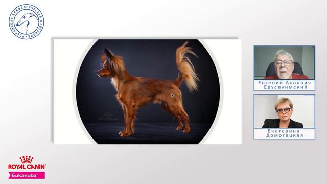 Лекция 1. Русский той  Lecture 1. Russkiy Toy Russian Toy FCI Standard Nr 352