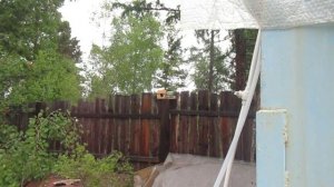 Кормушка для белок из банки. Первые испытания.