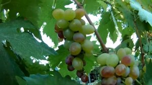 Сорт винограда Дамасская Роза (03.09.2021 г.) / Grape variety Damascus Rose (03.09.2021)