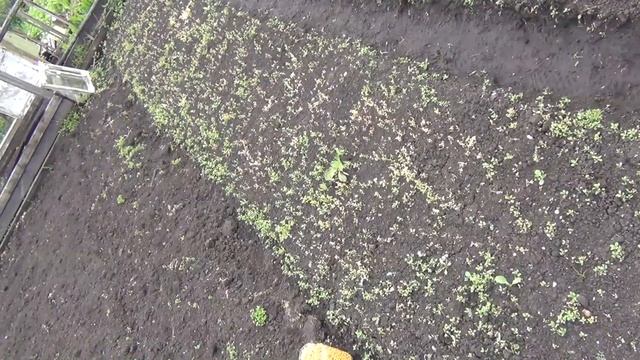 Прополка морковки керосином Бабушкин метод прополки Средство от сорняков Морковь Прополка борьба смотреть онлайн