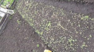 Прополка морковки керосином Бабушкин метод прополки Средство от сорняков Морковь Прополка борьба