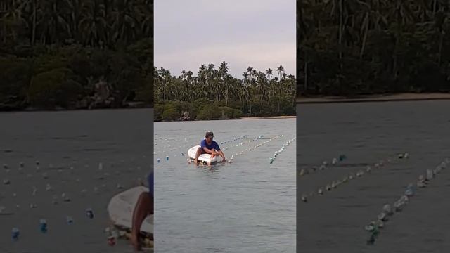 Planting seaweeds in El Nido 3