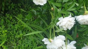 Почему пионы не цветут? Как добиться пышного цветения?