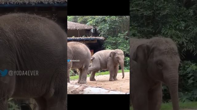 ДETИ есть ДETИ  🤣 #проживотныхинетолько #elephants #elephant  #animals