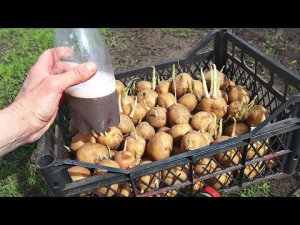 Главный секрет огромного урожая картофеля перед вами! До посадки замочите или опрыскайте в гумате!