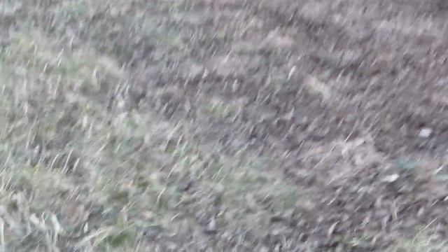 Лиса залезает на деревья,ловит фазанов!!! смотреть онлайн