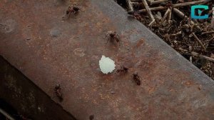 Природоведение. Муравьи