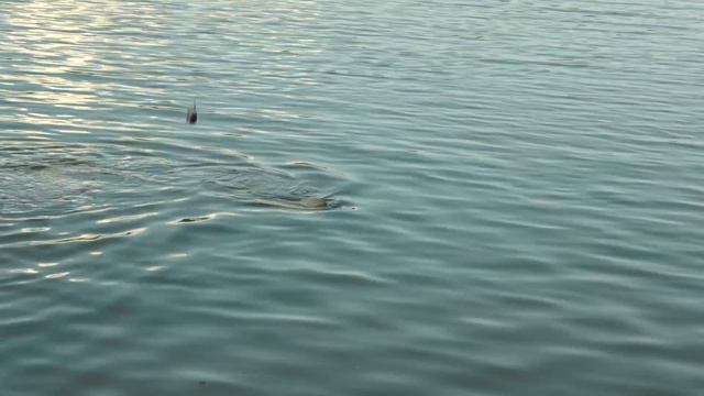 С фидером на карпа. Ставок Возрождение. 1 часть. Вечерний клев смотреть онлайн