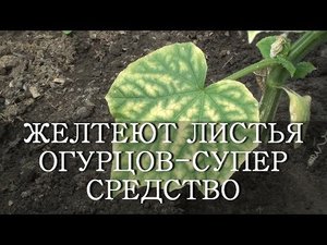 ЖЕЛТЕЮТ ЛИСТЬЯ ОГУРЦОВ - СУПЕР СРЕДСТВО ЙОД И МОЛОКО! Листья огурцов желтеют что делать?