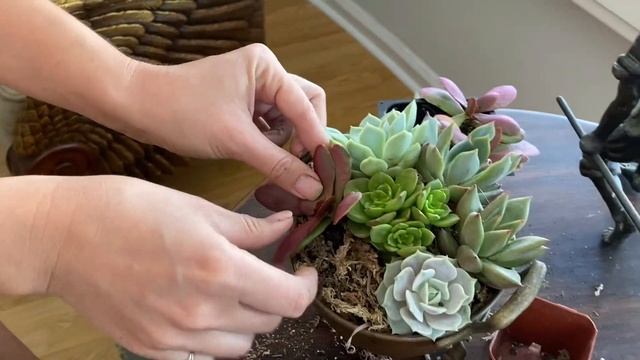 Сажаем Суккуленты в Мох в антикварный горшок . смотреть онлайн