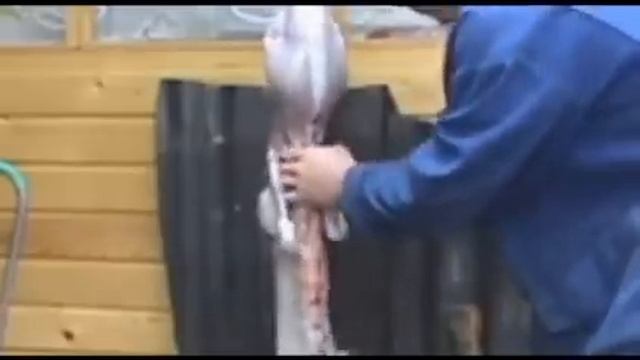 убой и разделка кролика смотреть онлайн