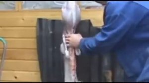 убой и разделка кролика