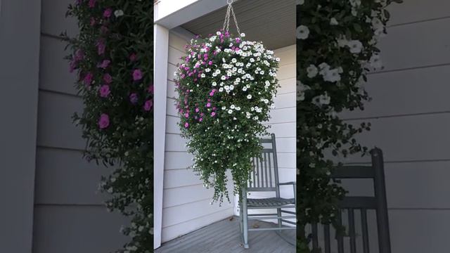 Large beautiful hanging basket