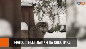 Как манул греет лапки