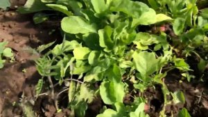 Лучший  редис для выращивания в теплице, сорт Черри Белл