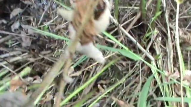 Кладка птенцов диких уток-утиные яйца-охота на уток.Кладка яиц дикой утки.Дикие утки.КЛАДКА ПТЕНЦОВ смотреть онлайн