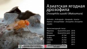 Азиатская ягодная дрозофила  Drosophila suzukii (Matsumura)