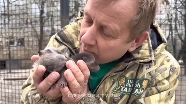 Привезённые из херсонского зоопарка в Крым еноты родили три малыша