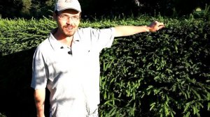 ?Живая изгородь из Ели обыкновенной / Опыт Василия Шахманова ПРП Мирное