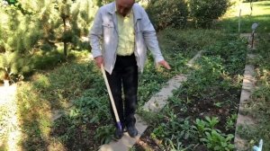 Удаление сорняков Широкоуниверсальная тяпка ТурчанкаУдаление сорняков Широкоуниверсальная тяпка Турч