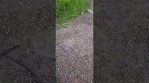 писк в колонках при включении зажигания лада гранта teyes