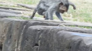 OMG!! help baby monkey omber,why doing like this,